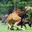 jack offer - @jackeroffalot - Twitter