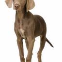 beth simpson - @bluesmummie - Twitter