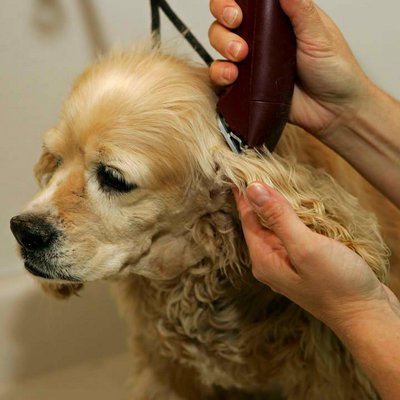 dog grooming