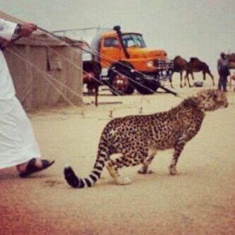 ‏‏كن في قلبي سناء ضو بدو نازلين ولعوها في الخلاء والهبوب تلوفها .