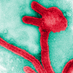 Infectious Diseases Profile picture