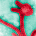 Infectious Diseases (@infectiousdz) Twitter profile photo Infectious Diseases (@infectiousdz) Twitter profile photo