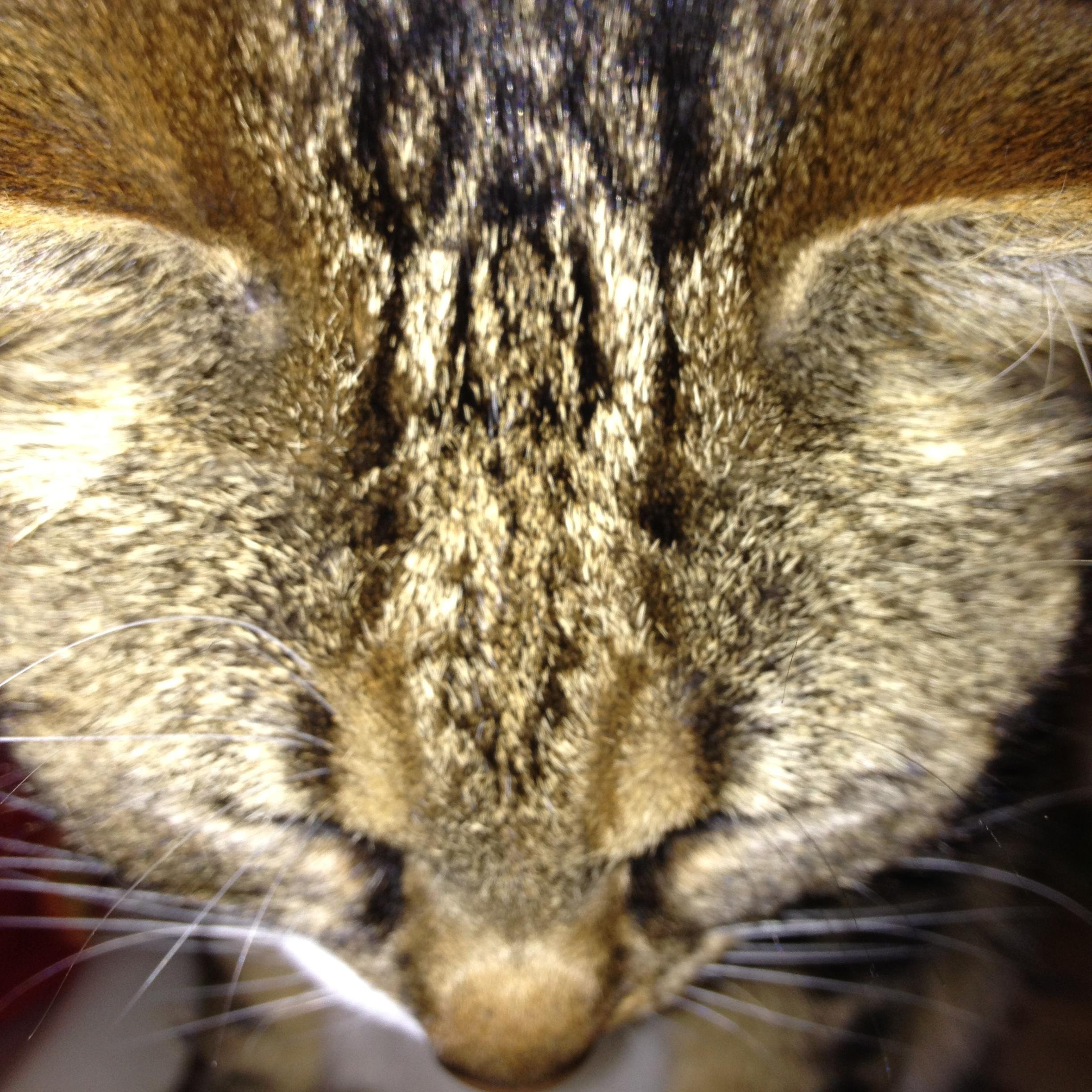 Pompeul's profile picture. Tester @stardust_test - Gamer, Designer & Raver