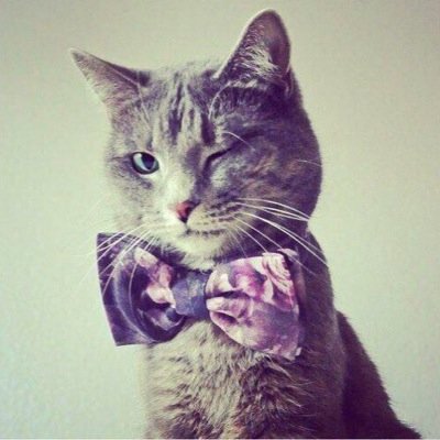My name is Charlie I speard love and #RaiseTheVibes.... i also think cats are perfection