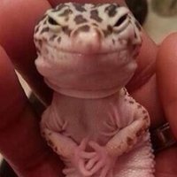 Gecko Bitch (@bitchgecko) 's Twitter Profile