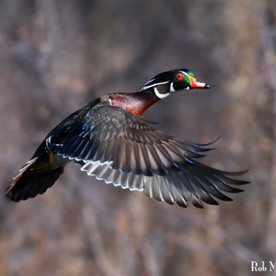 daniel_garbers's profile picture. 