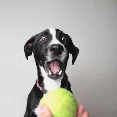 3 Bordercollie Mutts from LA... follow our adventures on Instagram @thefugee