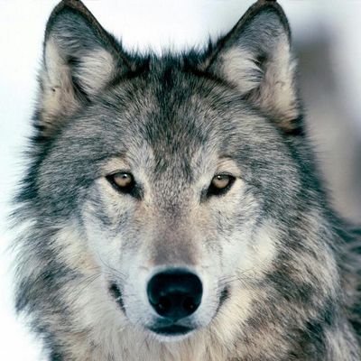 akgreywolfe Profile Picture