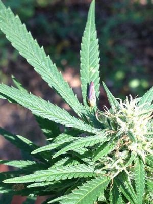 I got a bad bitch. @stonerchiick420 Its a stoner thang. Lets hot box the world. If you on that loud follow me. #420 #TeamKUSH
