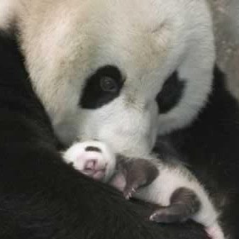 LOS ANIMALES SIENTEN IGUAL QUE NOSOTROS Somos Todos Animales NO SEAN ABUSIVOS TRATENLOS CON AMOR Y RESPETO #kingzio 2014 https://t.co/lWw55fXSci