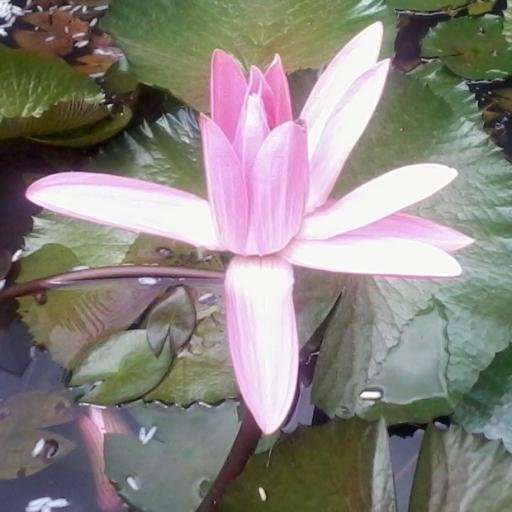 Born,Broughtup,studied,lived in Cauvery Delta;Living in a place fortunate to drink Cauvery water! Love the Cauvery basin culture! http://t.co/nRyT2bendw