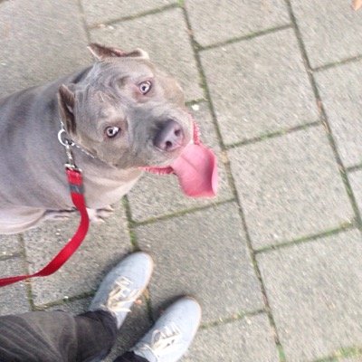 raoulswagisdead's profile picture. 