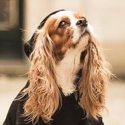 Oh ! Pacha est une boutique en ligne proposant des produits pour chiens et chats originaux et branchés.