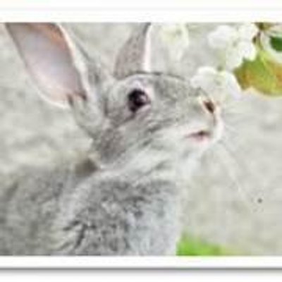 Miu the rabbit