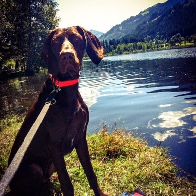 German Shorthaired Pointer/ GSP - Field Sports - Hunting - Hiking