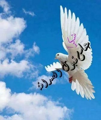 Moh99N's profile picture. 