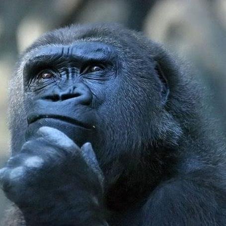 GabrieliusR's profile picture. 