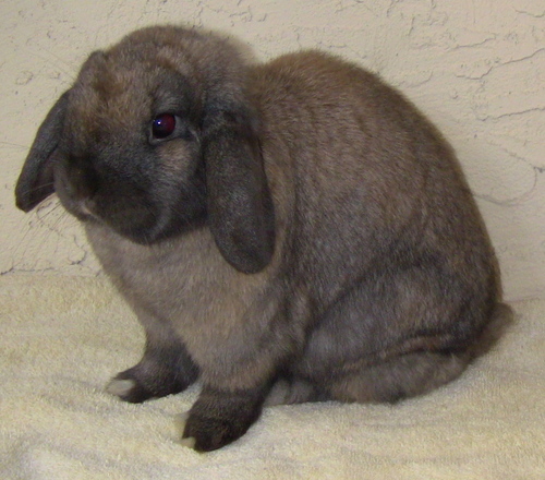 BeachBreakBunny's profile picture. 