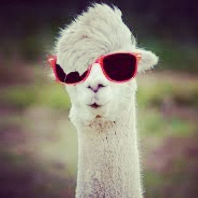 Llama just make something clear... im better than you.  EDM New Zealand Mascot