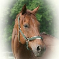 GermanTurf (@ag_cgn) 's Twitter Profile Photo GermanTurf (@ag_cgn) 's Twitter Profile Photo