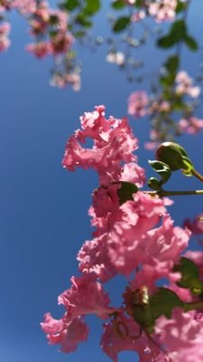 蒼井