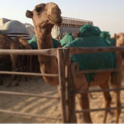 ‏أتيت الى عالم التويتر لأخدم الشعر .. فلم اضع صورتي ولا اسمي للشهره .. طموحي ان اصل لمستوى ذائقتكم ...