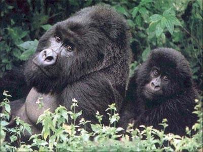 jclang's profile picture. I used to be a hamburger. I've changed a lot.