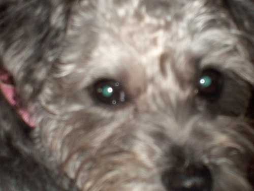 I like walks, treats and chewing bow-oh-ohnes!!!