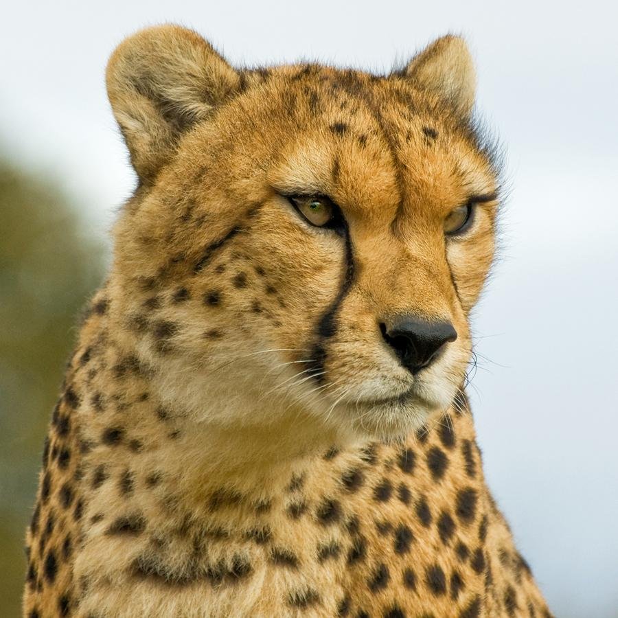 Rifkaleah_08's profile picture. Wife, mother, grandmother, Reform Jew and BSc Psychology graduate. Passionate about getting people to engage in and with their community.