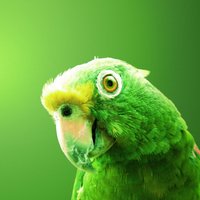 peyzaj mimarı (@peyzajmimri) 's Twitter Profile