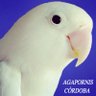 carlosagapornis's profile picture. 