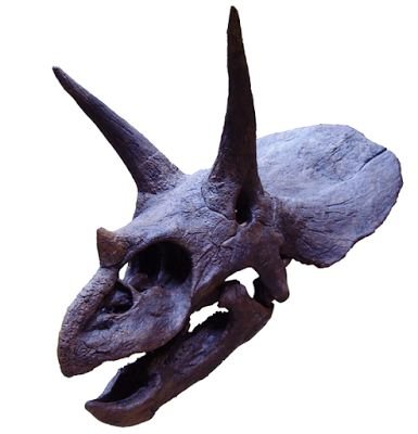 Filmmaker and multimedia designer.
Also, dinosaurs are dope. I run a YT channel with my partner over at @toytrashtalks. check us out!