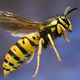 fuck a wasp spray