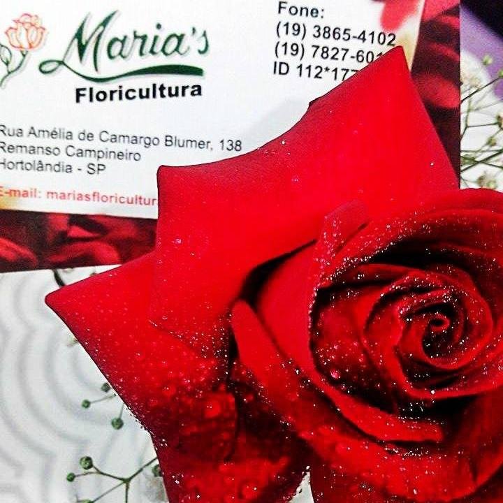 Facebook: Maria's Floricultura Hortolândia
Instagram: http://t.co/1GCBzzaYF7
Google+: https://t.co/s3sWXj8L5L