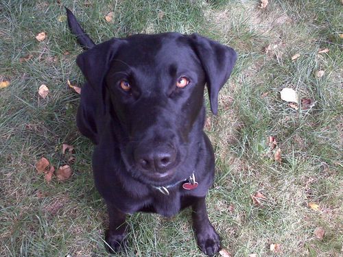 QuestTheDog's profile picture. I'm a dog. I chase squirrels. I play ball. I hate baths and the vet.