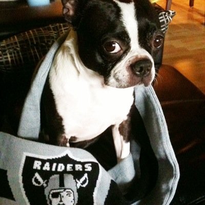 🏈 🏴‍☠️ #Raiders fan trapped in Donkey country 🦬 #SkoBuffs ⚾️ ⛰️ #Rockies 🏀 🏆 #Nuggets 🎥 Classic film #TCMParty