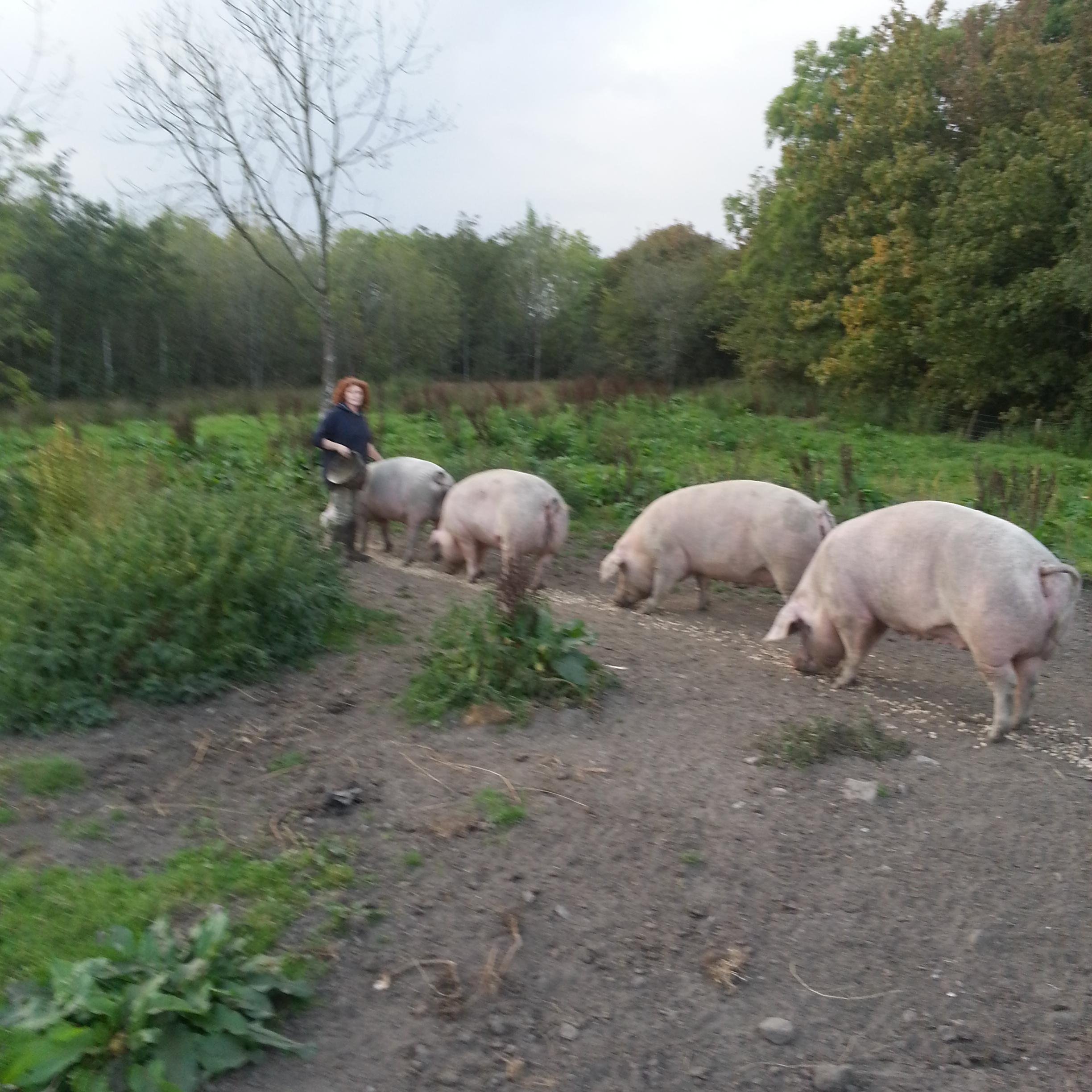 I breed and show pedigree welsh pigs, am married, we are producers of fantastic home reared bacon and sausages.
