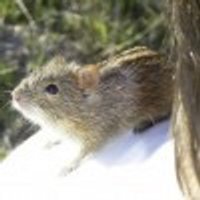 Cornelia Krug (@cbkrug) 's Twitter Profile