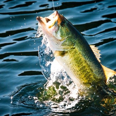 FishLifestyle's profile picture. All things fishing