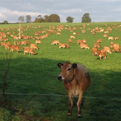 Farming. Milking cows in Shropshire. Arable, beef& AD in South Northants. Family and gin 👌