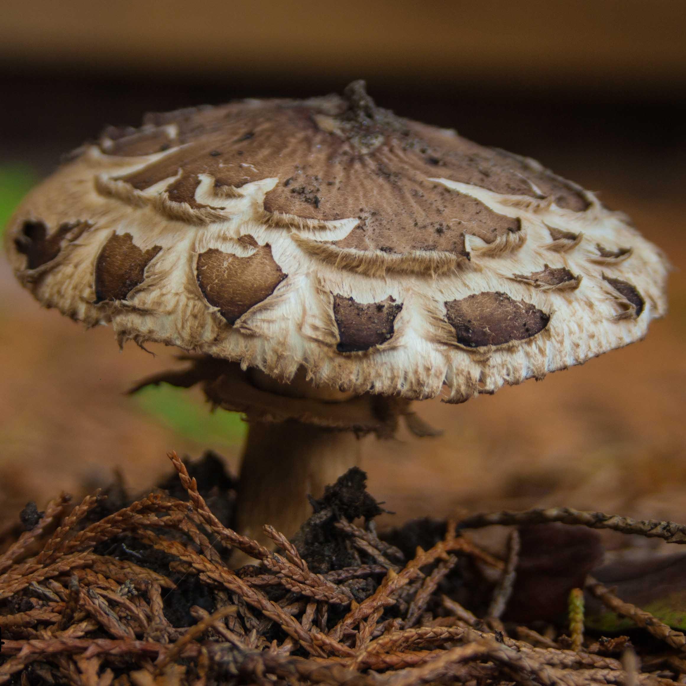 RHeshof's profile picture. 