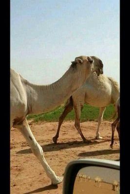 خاص الابل