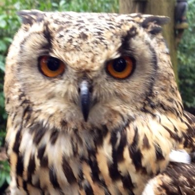 This bird has flown and this account is no longer in use. Please follow me at @DavidGilbert43 instead