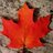 RPL_RLP's profile image