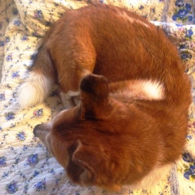 JapaniKettu's profile picture. 愛玩動物だけが癒し