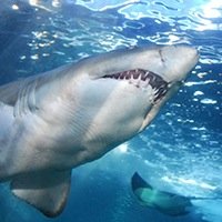Life After The Tank is dedicated to promoting and updating you on SharkTank win's and losses. Stay tuned for some great podcasts! Launching January 15, 2015!