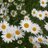 Malu_Soto_Luna's profile image