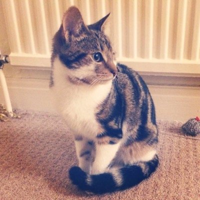 cathasadream's profile picture.