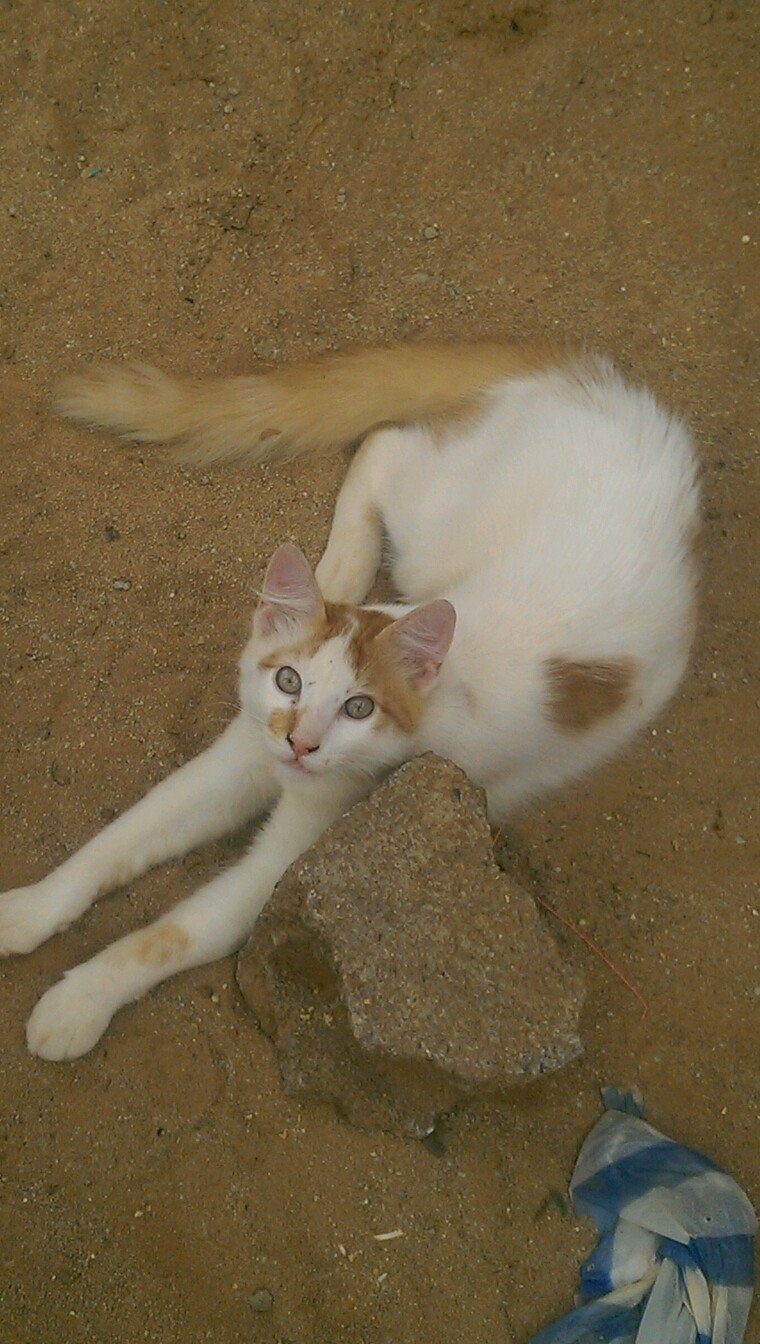 jorge22africano's profile picture. 