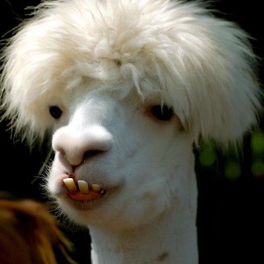 BabyGunners11's profile picture. Supporteur des Gunners d'Arsenal !!!  #Gunners #Cazorla #Walcott #Gooners #COYG